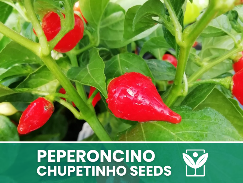 Peperoncino Chupetinho – 50 Semi – Chupetinho Pepper Seeds, Raro, Alta Qualità, Ornamentale, Facile da Coltivare, Alta Germinabilità, Non-GMO - Botanis - Vendita semi online di piante rare