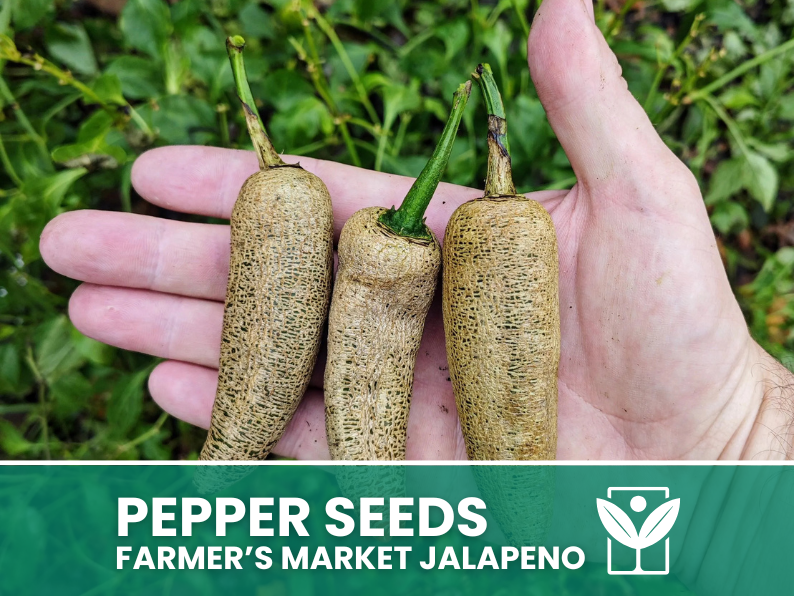 50 rare seeds of FARMER'S MARKET JALAPENO Chili Pepper + free rare chili seeds - high quality selected seeds - top ornamental plant