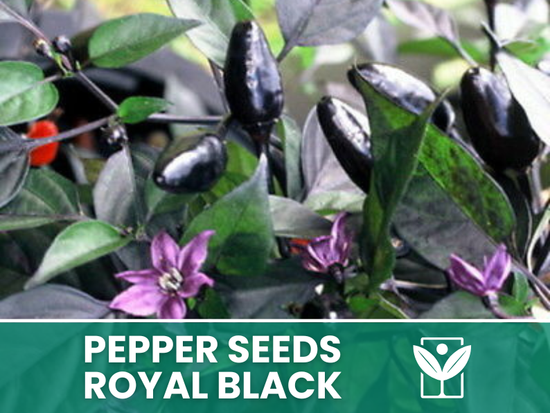 Peperoncino Royal Black – 50 Semi – Royal Black Pepper Seeds, Raro, Ornamentale, Facile da Coltivare, Alta Germinabilità, Non-GMO