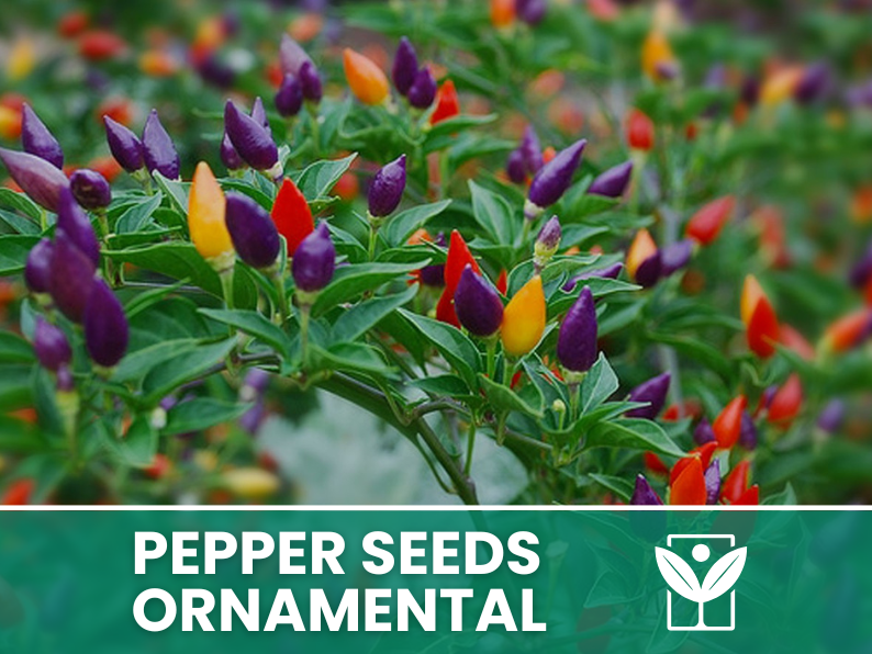 Peperoncino Ornamentale – 50 Semi – Giant Ornamental Pepper Seeds, Selezionati, Alta Germinabilità, Non-GMO - Botanis - Vendita semi online di piante rare