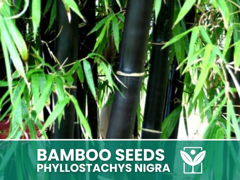 Bambù Nero – 10 Semi – Black Bamboo Phyllostachys Nigra Seeds, Raro, Ornamentale, Alta Germinabilità, Non-GMO - Botanis - Vendita semi online di piante rare