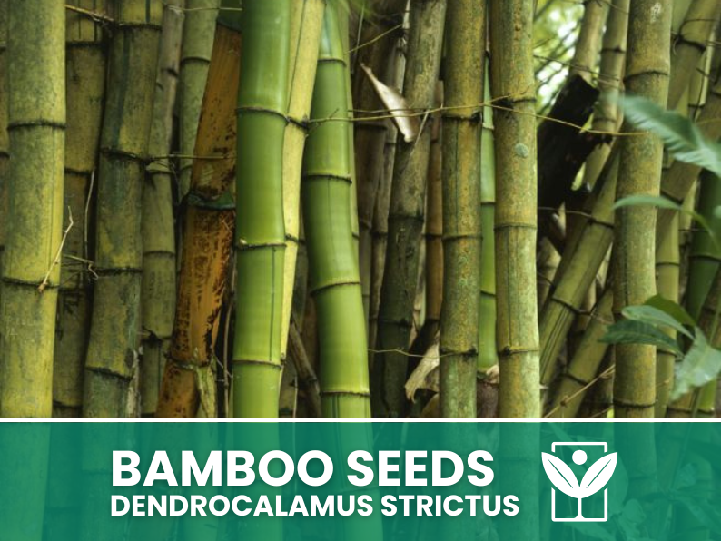 10 SEEDS selected BAMBOO Dendrocalamus Strictus"Giant Bamboo - rare seeds - high quality selected seeds