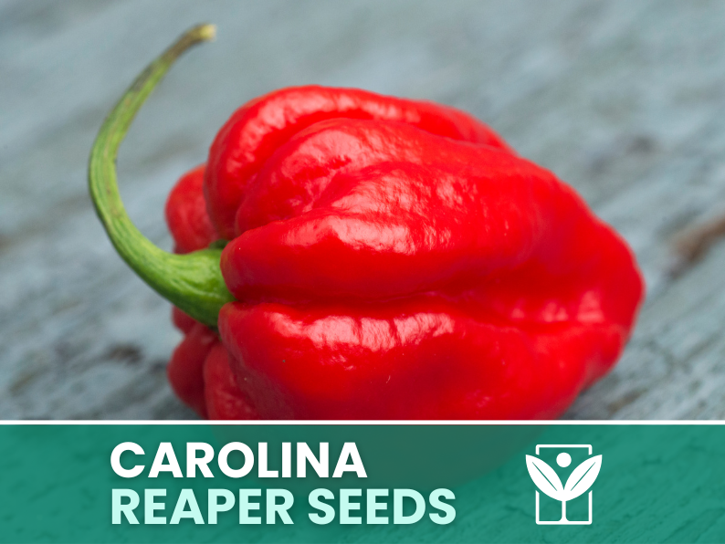 Carolina Reaper Red Pepper – 50 Seeds – Carolina Reaper Red Pepper Seeds, Rare, Ornamental, Premium Quality, Hand Selected, Non-GMO