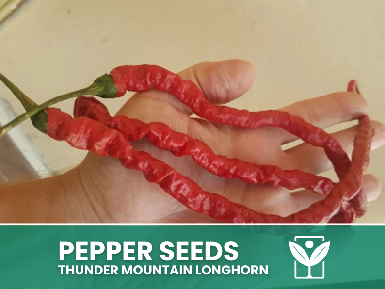 50 Thunder Mountain LONGHORN Chili Seeds + free rare chili seeds - high quality selected seeds - top ornamental plant