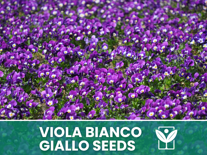 Viola Cornuta White-Yellow-Purple 30 seeds – High Germination Premium Ornamental Flower Seeds