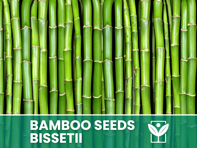 Bambù Bissetii – 10 Semi – Bissetii Bamboo Seeds, Raro, Resistente, Alta Germinabilità, Non-GMO - Botanis - Vendita semi online di piante rare