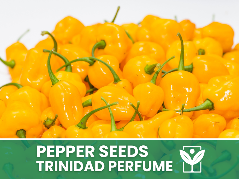 Peperoncino Trinidad Perfume – 50 Semi – Trinidad Perfume Pepper Seeds, Raro, Alta Qualità, Ornamentale, Facile da Coltivare, Alta Germinabilità, Non-GMO - Botanis - Vendita semi online di piante rare
