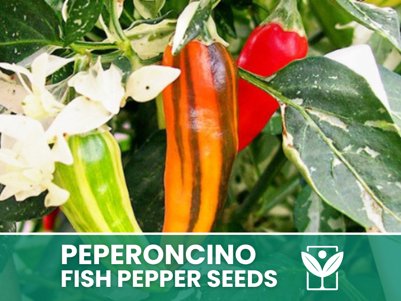 Peperoncino Fish Pepper – 50 Semi – Fish Pepper Seeds, Heirloom Variegated, Ornamentale e Piccante, Frutti Striati, Facile da Coltivare, Alta Germinabilità, Non-GMO - Botanis - Vendita semi online di piante rare