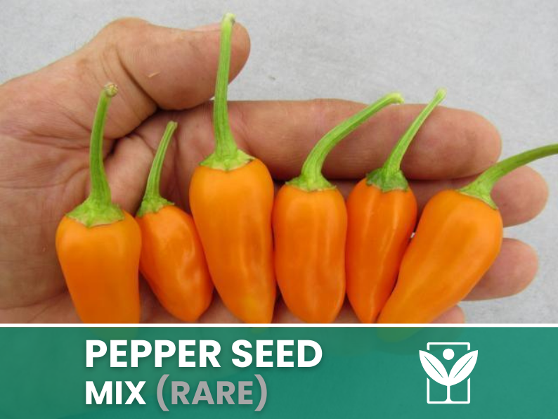 Peperoncini Vari – 50 Semi (10 Tipi) – Assorted Rare Pepper Seeds, Alta Qualità, Ornamentali, Facile da Coltivare, Alta Germinabilità, Non-GMO - Botanis - Vendita semi online di piante rare
