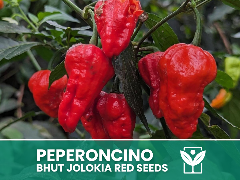 50 rare seeds Chili Pepper BHUT JOLOKIA RED + free seeds rare chili - high quality selected seeds - top ornamental plant
