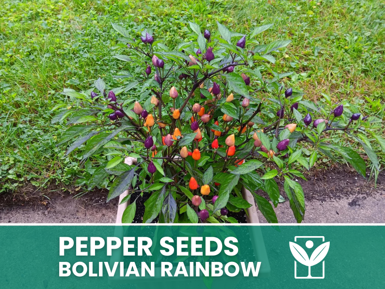 Peperoncino Bolivian Rainbow – 50 Semi – Bolivian Rainbow Pepper Seeds, Raro, Alta Qualità, Ornamentale, Facile da Coltivare, Alta Germinabilità, Non-GMO - Botanis - Vendita semi online di piante rare