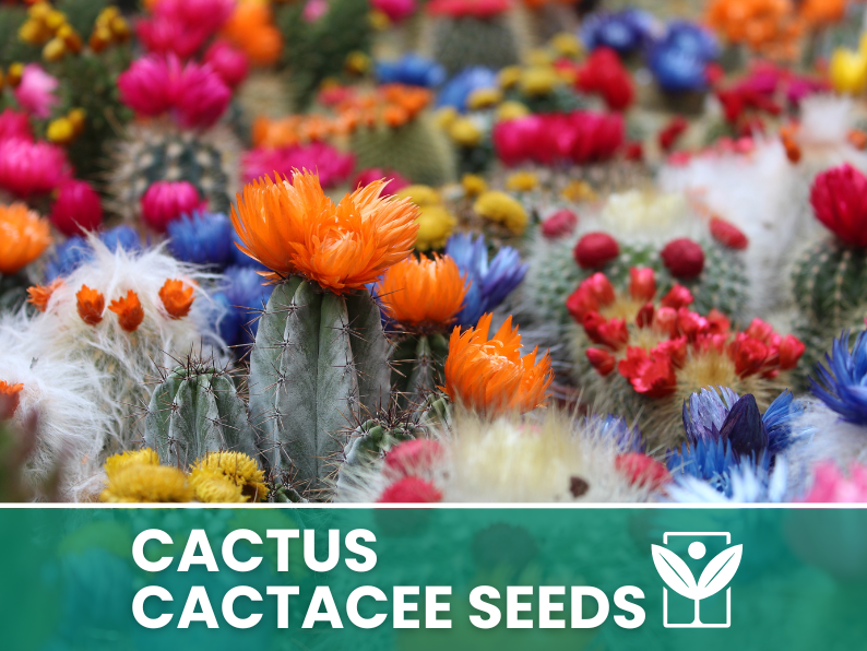 HORTUS Seeds of CACTACEAE succulent plants - very rare - giant - Selected - Hortus Seeds - High Germinability - Rare Seeds