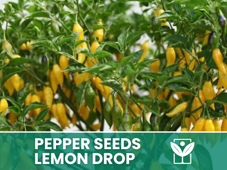 50 rare seeds of Chili Pepper LEMON DROP + free rare chili seeds - high quality selected seeds - top ornamental plant