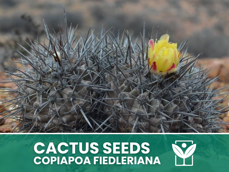 Copiapoa Fiedleriana – 10 Semi – Cactus Seeds, Pianta Succulenta, Cactaceae, Fiore, Alta Germinabilità - Botanis - Vendita semi online di piante rare