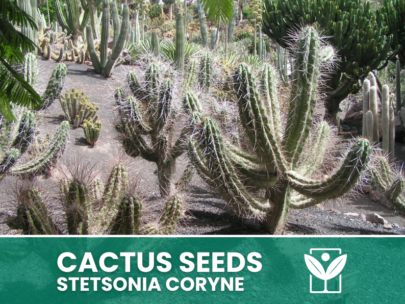 Stetsonia Coryne – 10 Semi – Cactus Seeds, Pianta Succulenta, Cactaceae, Fiore, Alta Germinabilità - Botanis - Vendita semi online di piante rare