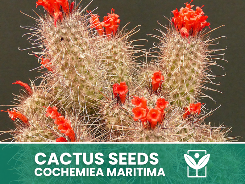 Cochemiea Maritima – 10 Semi – Cactus Seeds, Pianta Succulenta, Cactaceae, Fiore, Alta Germinabilità - Botanis - Vendita semi online di piante rare