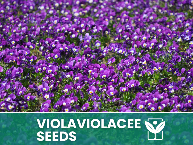 Viola Flowers 30 seeds (Violaceae) – high germination flower seeds – selected quality seeds
