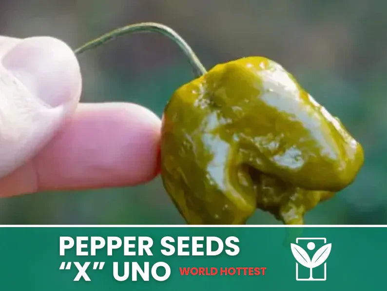 100 Semi Di Peperoncino Blu Turchese - Facili Da Coltivare In Casa O Giardino - Foto 7