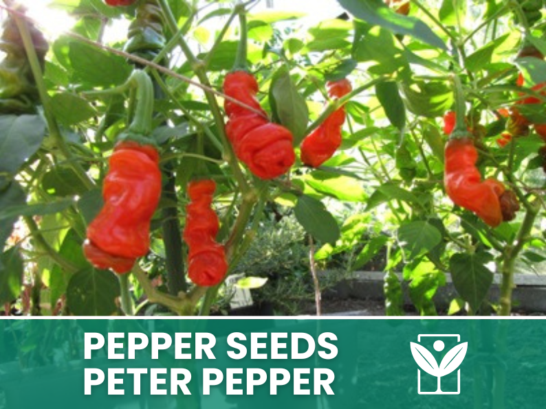 Peperoncino Peter Pepper – 50 Semi – Peter Pepper Seeds, Raro, Forma Insolita, Facile da Coltivare, Alta Germinabilità, Non-GMO - Botanis - Vendita semi online di piante rare