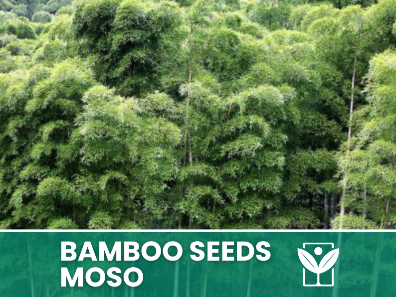 Bambù Moso – 10 Semi – Moso Bamboo Phyllostachys Pubescens Seeds, Gigante, Edile, Alta Germinabilità, Non-GMO