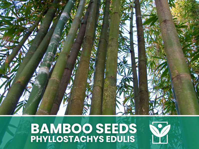 Bambù Gigante – 10 Semi – Giant Bamboo Phyllostachys Edulis Seeds, Raro, Crescita Vigorosa, Non-GMO - Botanis - Vendita semi online di piante rare