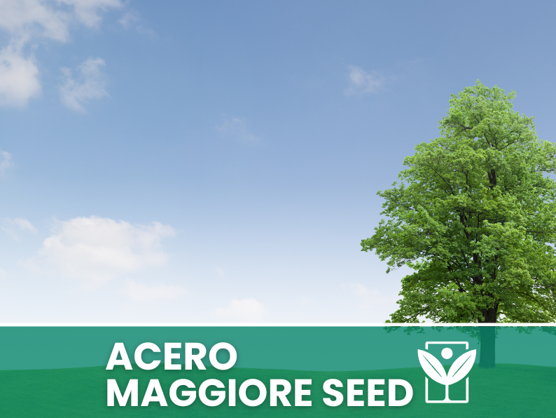 Acer Pseudoplatanus 10 semi (Acero Maggiore) - Semi Rari di Alta Qualità e germinabilità