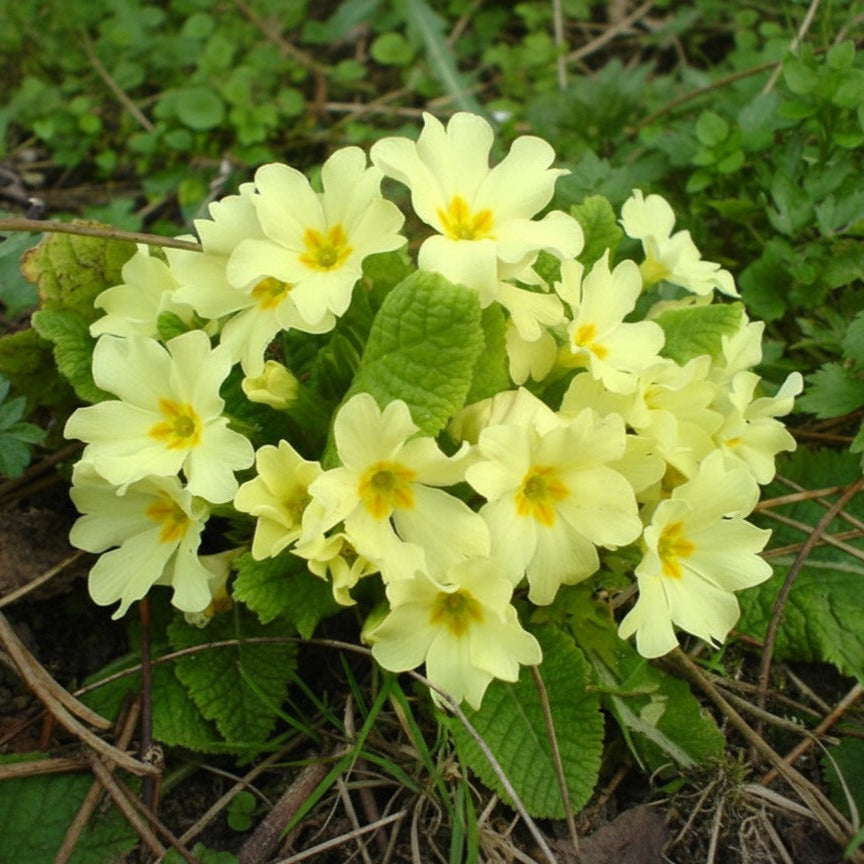 30 seeds of PRIMULA VULGARIS - flower seeds - high germination - seeds