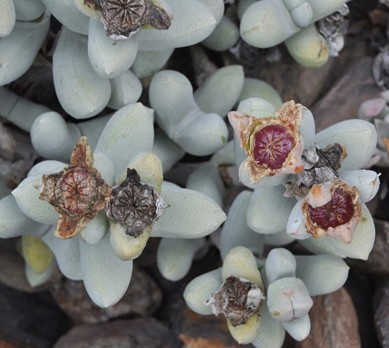 Wooleya - 10 Semi – Alta Germinabilità, Varietà Selezionata, Non-GMO