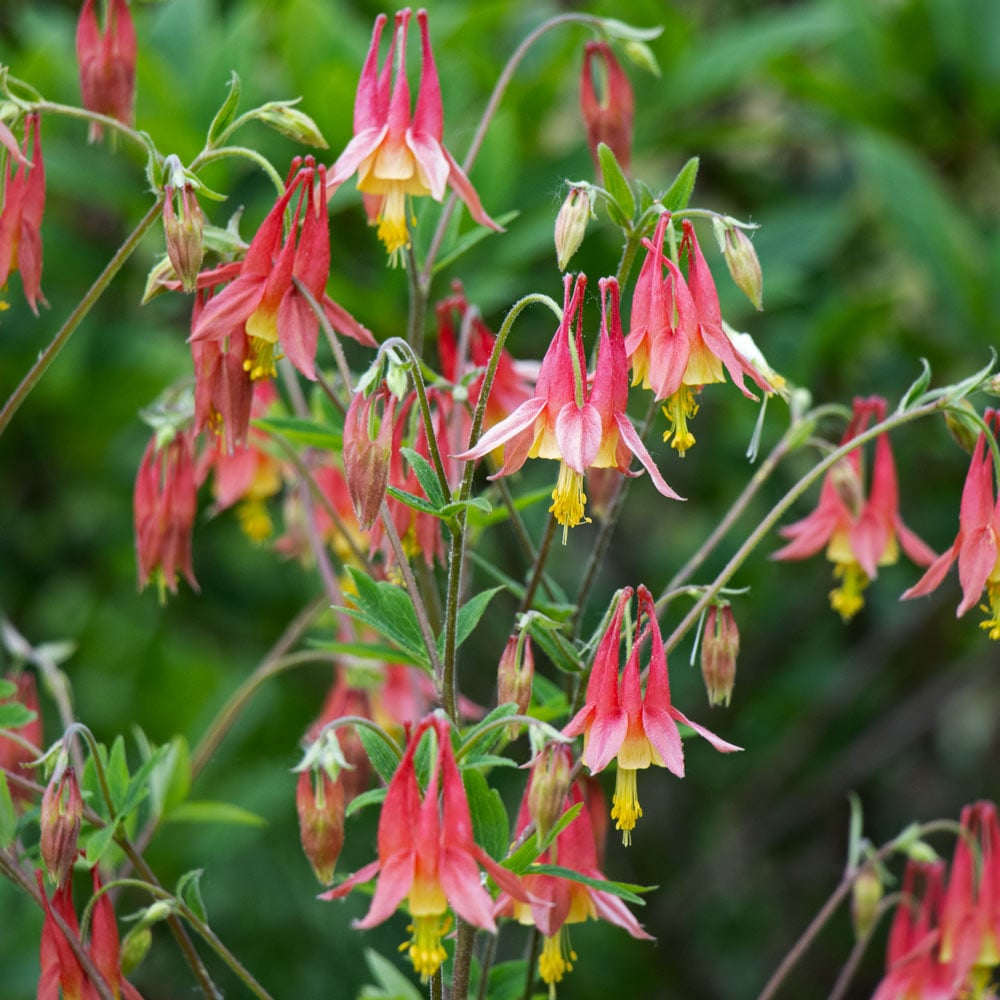 Aquilegia del Canada – 30 Semi, Rosso e Giallo, Perenne, Ombra, Facile da Coltivare, Alta Germinabilità, Non-GMO