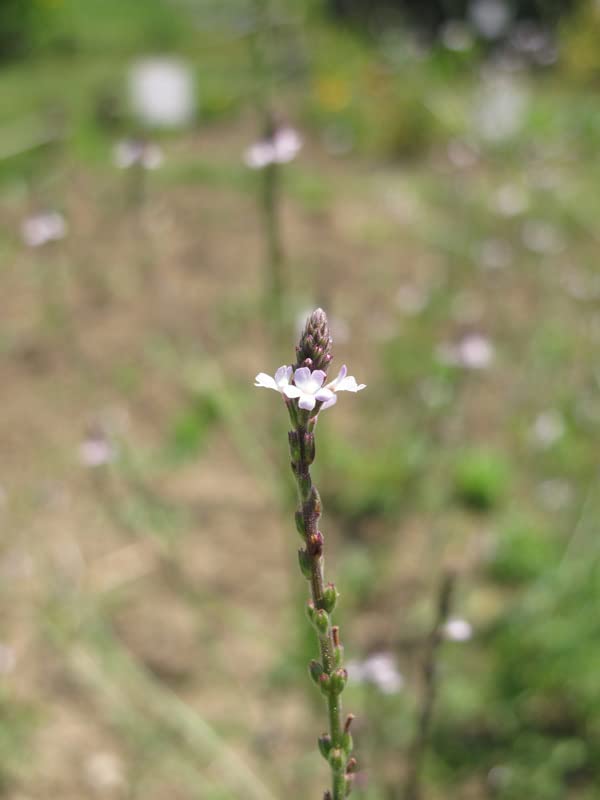 Verbena – 10 Semi, Digestiva, Fiori, Officinale, Facile da Coltivare, Alta Germinabilità, Non-GMO