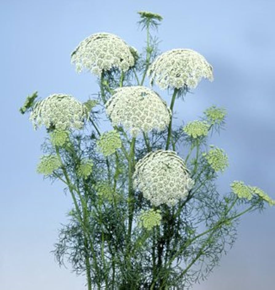 Ammi Visnaga – 30 Semi, Bianco-Verde, Robusto, Fiori Recisi, Facile da Coltivare, Alta Germinabilità, Non-GMO