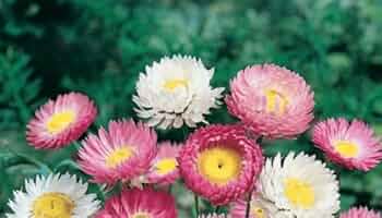 Acroclinio Roseo Doppio – 20 Semi, Fiore Doppio, Rosa Intenso, Bordure e Composizioni, Facile da Coltivare, Alta Germinabilità, Non-GMO