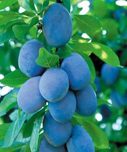Susino Selvatico – 10 Semi, Frutti Eduli, Rustico, Orto, Facile da Coltivare, Alta Germinabilità, Non-GMO