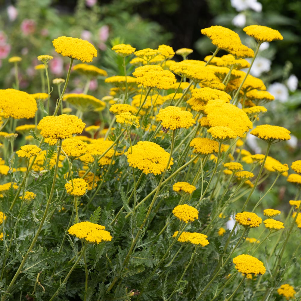 Achillea Filipendulina – 10 Semi, Fiori Gialli, Fogliame Felce, Bordure, Facile da Coltivare, Alta Germinabilità, Non-GMO