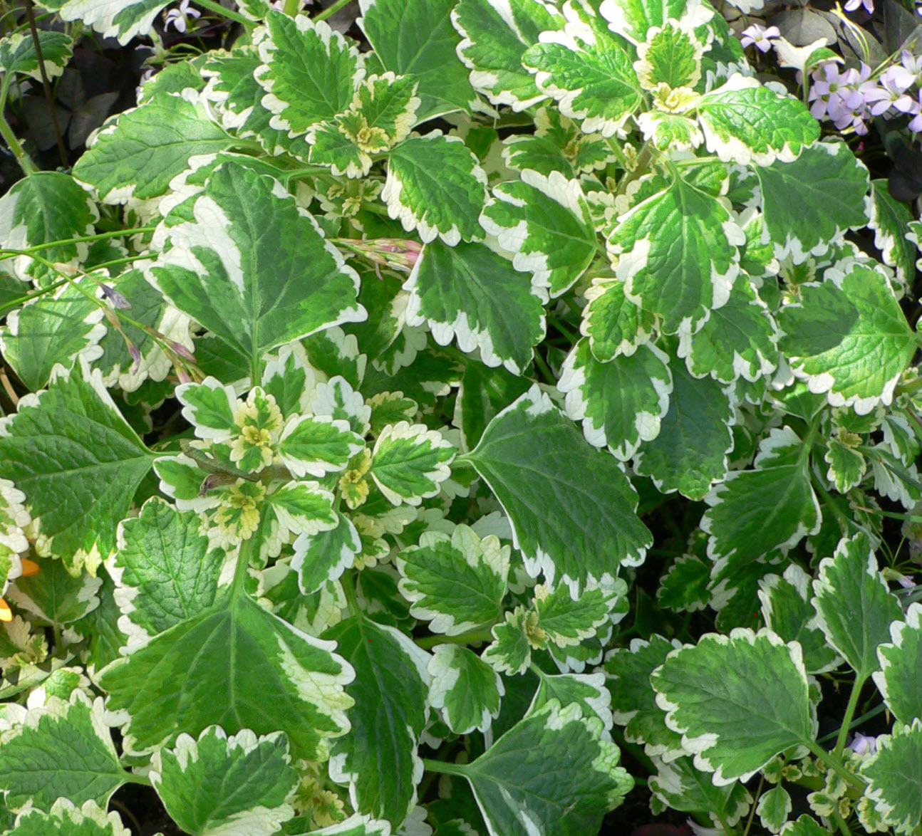 Plectranthus Kong Series – 100 Seeds, Giant Leaves, Bright Colors, Shade, Easy to Grow, High Germination, Non-GMO