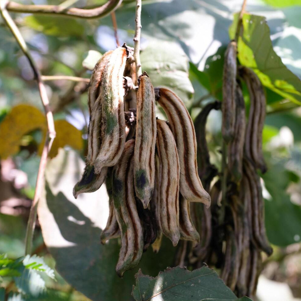 Mucuna Pluriens Black Fagioli Indiani – 30 Semi – Fagioli Neri, Pianta Rampicante, Ideale per Giardini Tropicali