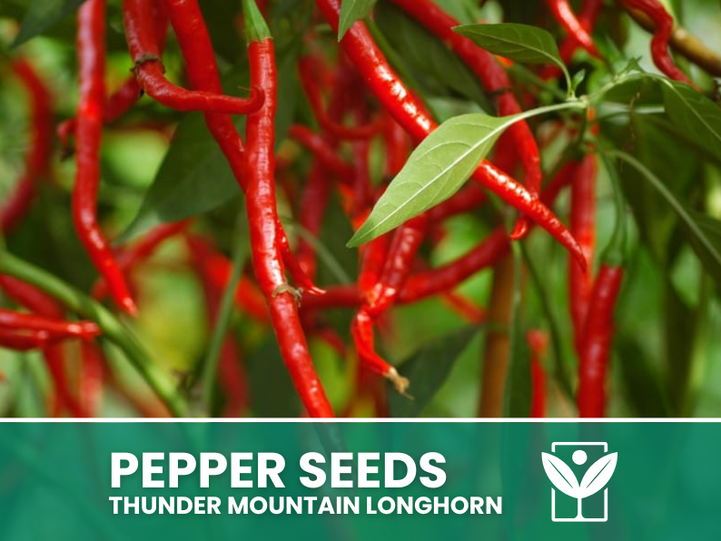 Peperoncino Thunder Mountain Longhorn – 50 Semi – Thunder Mountain Longhorn Pepper Seeds, Alta Qualità, Facile da Coltivare, Alta Germinabilità, Non-GMO