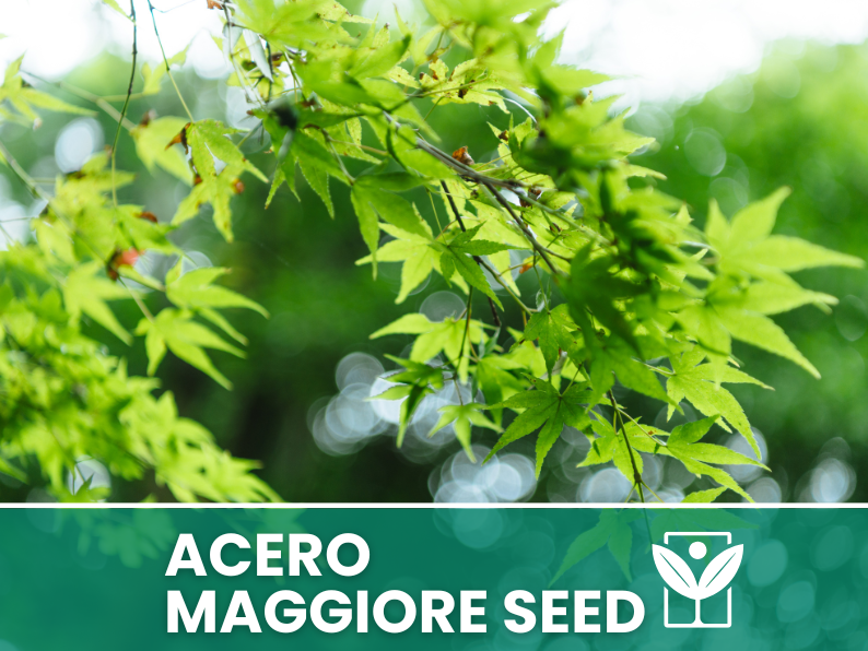 Acer Pseudoplatanus 10 semi (Acero Maggiore) - Semi Rari di Alta Qualità e germinabilità
