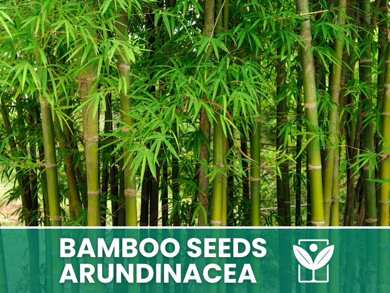 10 seeds Bambu' ARUNDINACEA bamboo Seeds - rare seeds - high quality selected seeds