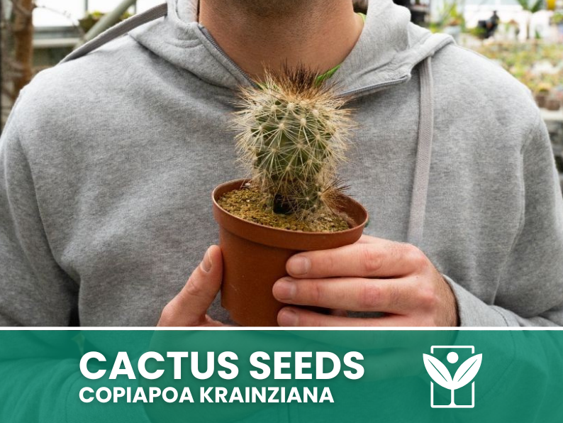 Copiapoa Krainziana – 10 Semi – Cactus Seeds, Pianta Succulenta, Cactaceae, Fiore, Alta Germinabilità - Botanis - Vendita semi online di piante rare