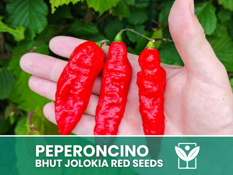 50 rare seeds Chili Pepper BHUT JOLOKIA RED + free seeds rare chili - high quality selected seeds - top ornamental plant