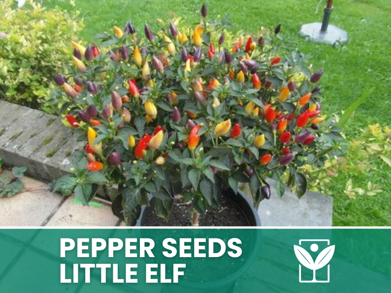 Peperoncino Little Elf – 50 Semi – Little Elf Pepper Seeds, Raro, Alta Qualità, Ornamentale, Facile da Coltivare, Alta Germinabilità, Non-GMO - Botanis - Vendita semi online di piante rare