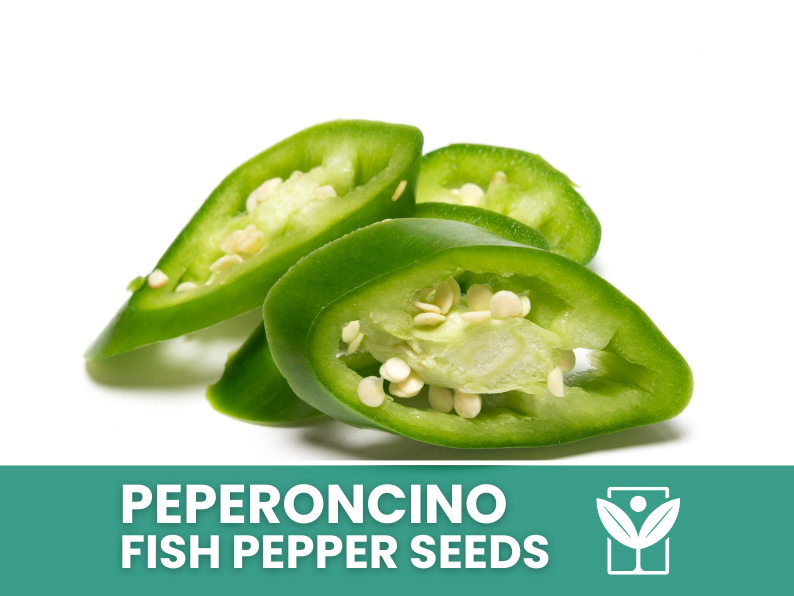 Peperoncino Fish Pepper – 50 Semi – Fish Pepper Seeds, Heirloom Variegated, Ornamentale e Piccante, Frutti Striati, Facile da Coltivare, Alta Germinabilità, Non-GMO - Botanis - Vendita semi online di piante rare