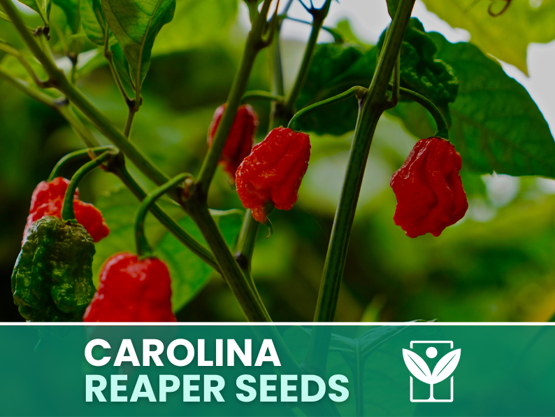 Carolina Reaper Red Pepper – 50 Seeds – Carolina Reaper Red Pepper Seeds, Rare, Ornamental, Premium Quality, Hand Selected, Non-GMO