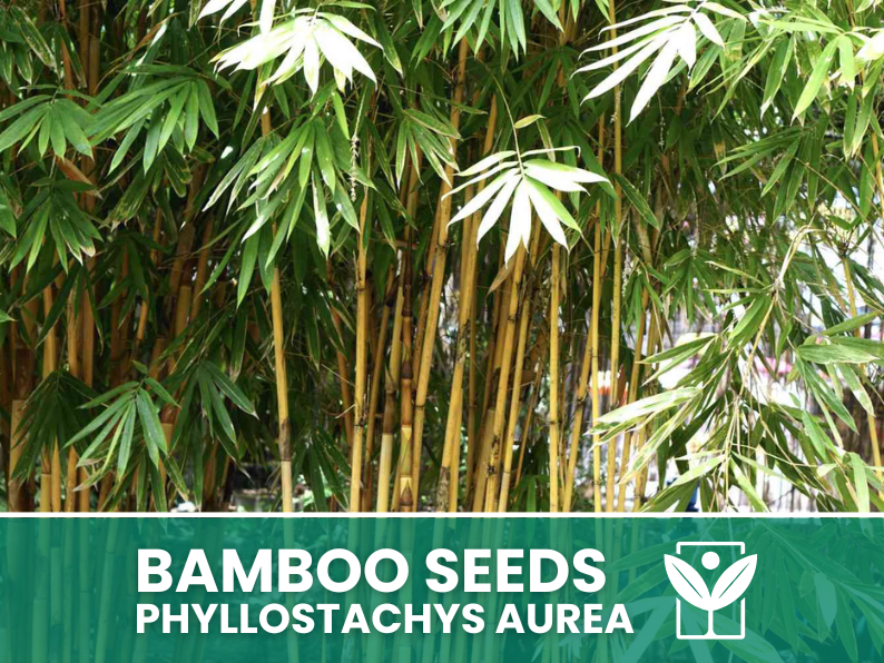 Bambù Dorato – 10 Semi – Golden Bamboo Phyllostachys Aurea Seeds, Raro, Decorativo, Facile da Coltivare, Non-GMO - Botanis - Vendita semi online di piante rare