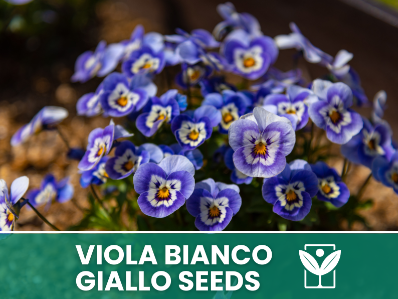 Viola Cornuta White-Yellow-Purple 30 seeds – High Germination Premium Ornamental Flower Seeds