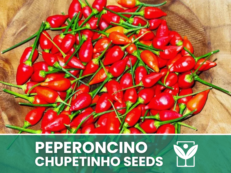 Peperoncino Chupetinho – 50 Semi – Chupetinho Pepper Seeds, Raro, Alta Qualità, Ornamentale, Facile da Coltivare, Alta Germinabilità, Non-GMO - Botanis - Vendita semi online di piante rare