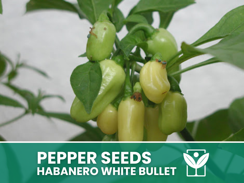 Peperoncino Habanero White Bullet – 50 Semi – Habanero White Bullet Pepper Seeds, Raro, Alta Qualità, Facile da Coltivare, Alta Germinabilità, Non-GMO