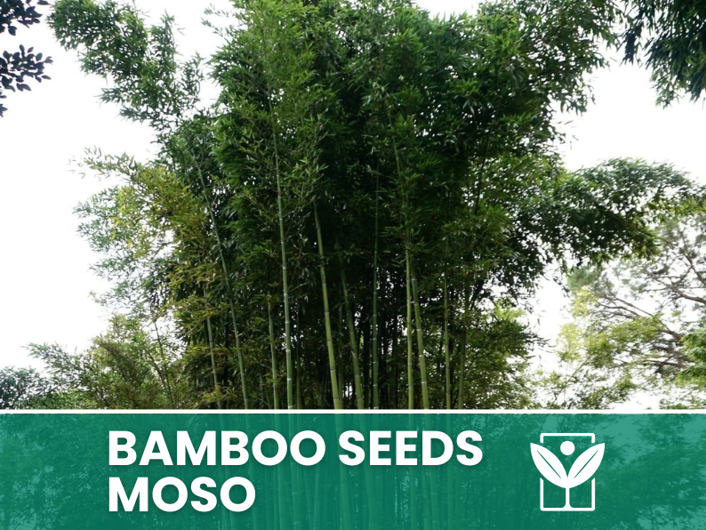 Bambù Moso – 10 Semi – Moso Bamboo Phyllostachys Pubescens Seeds, Gigante, Edile, Alta Germinabilità, Non-GMO