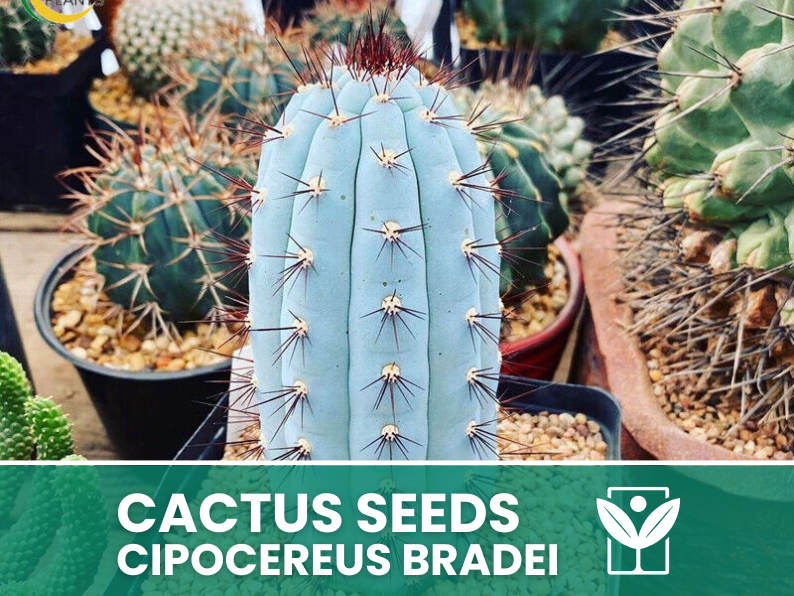Cipocereus Bradei – 10 Semi – Cactus Seeds, Pianta Succulenta, Cactaceae, Fiore, Alta Germinabilità - Botanis - Vendita semi online di piante rare